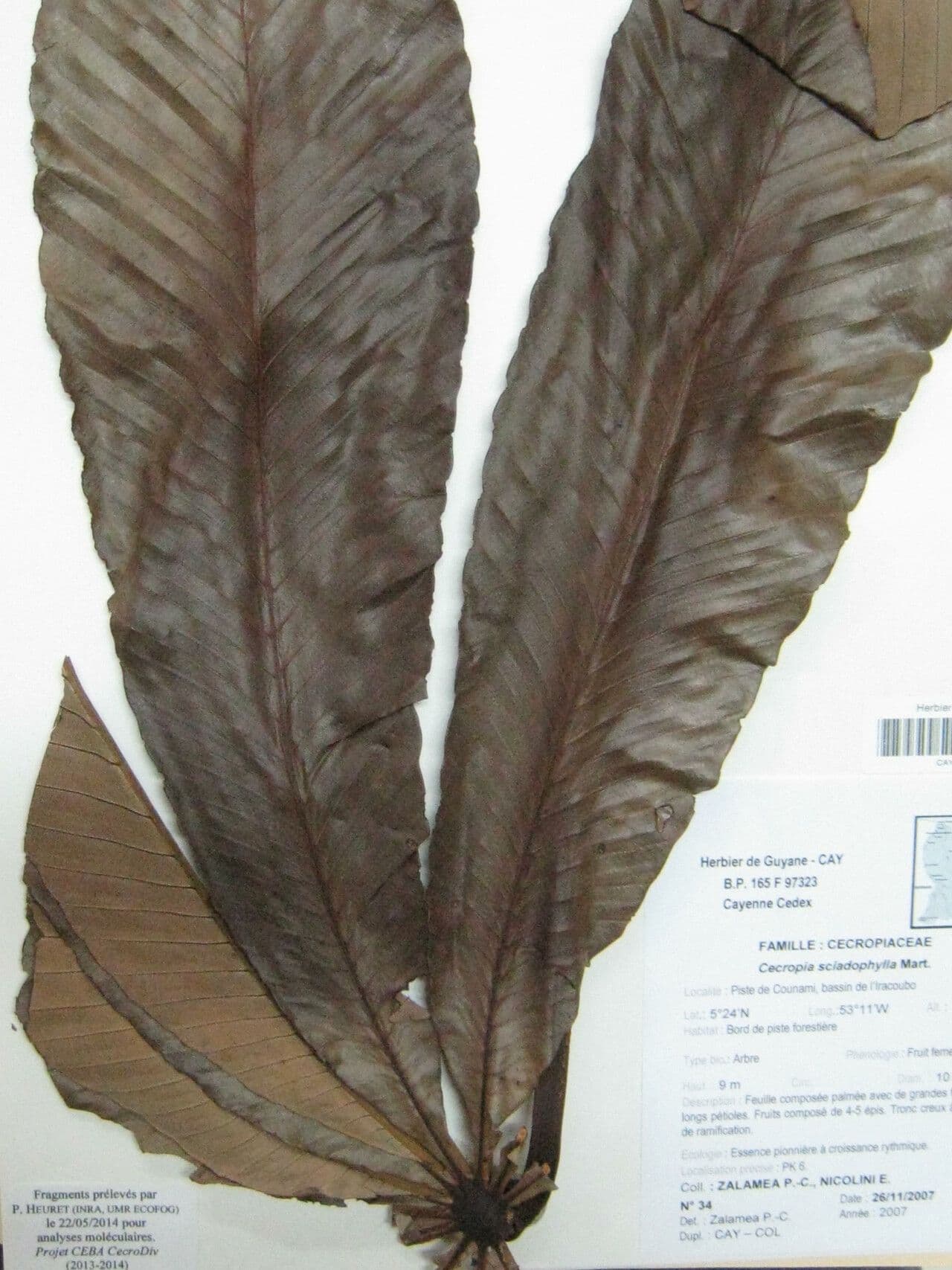 Cecropia 11