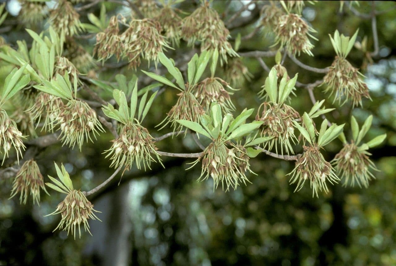 Madhuca cuneata 2