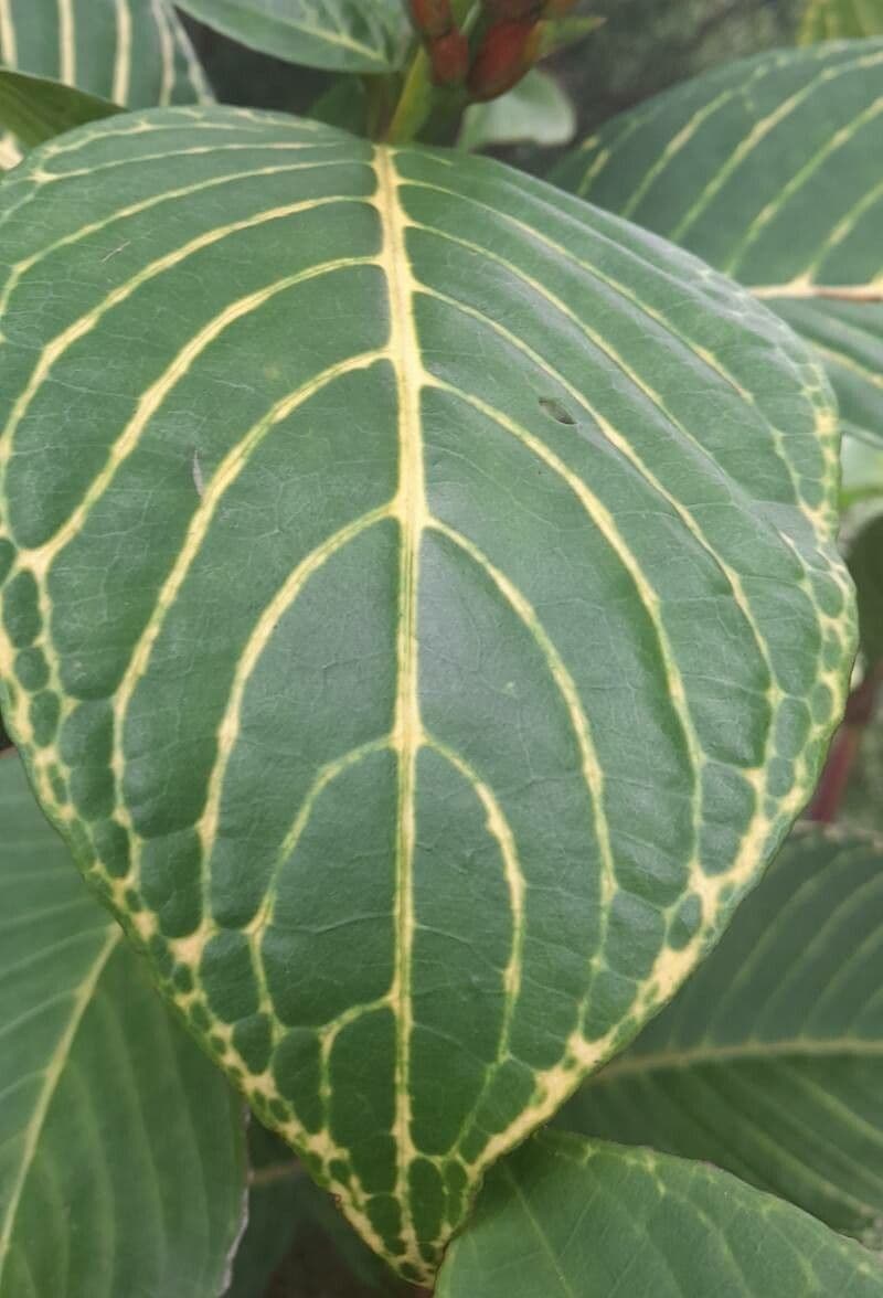 Sanchezia oblonga 11