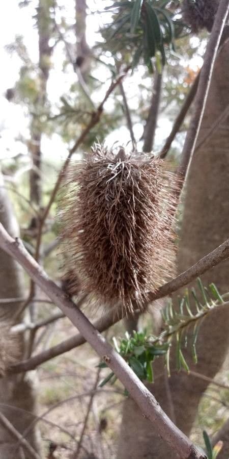 Banksia 2