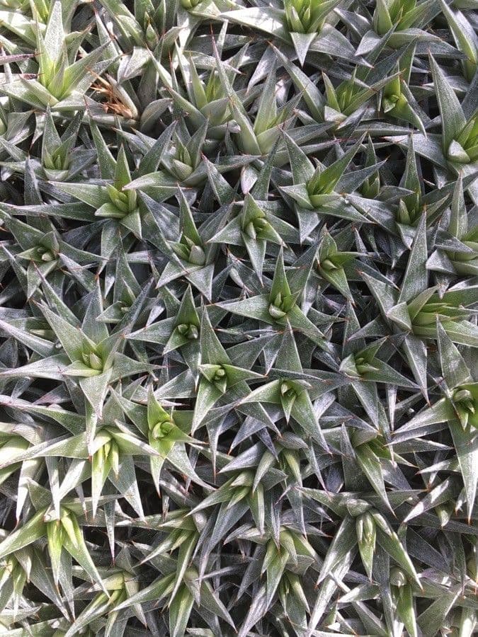 Deuterocohnia 5