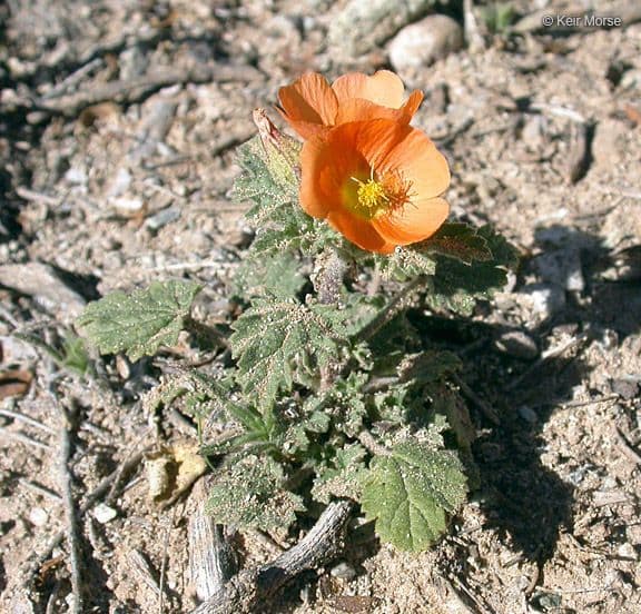 Malva di Coulter 3