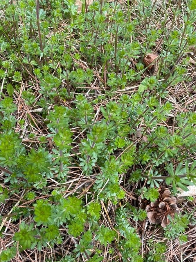 Rubia glauca 16