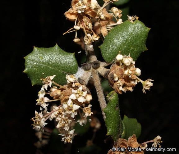 Ceanothus 2