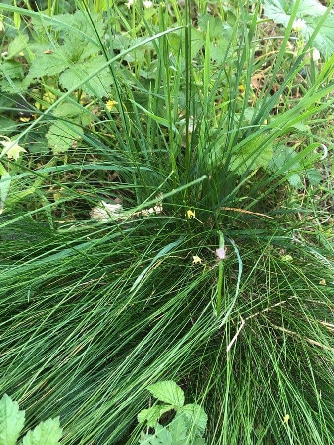 Festuca scabrosa 2