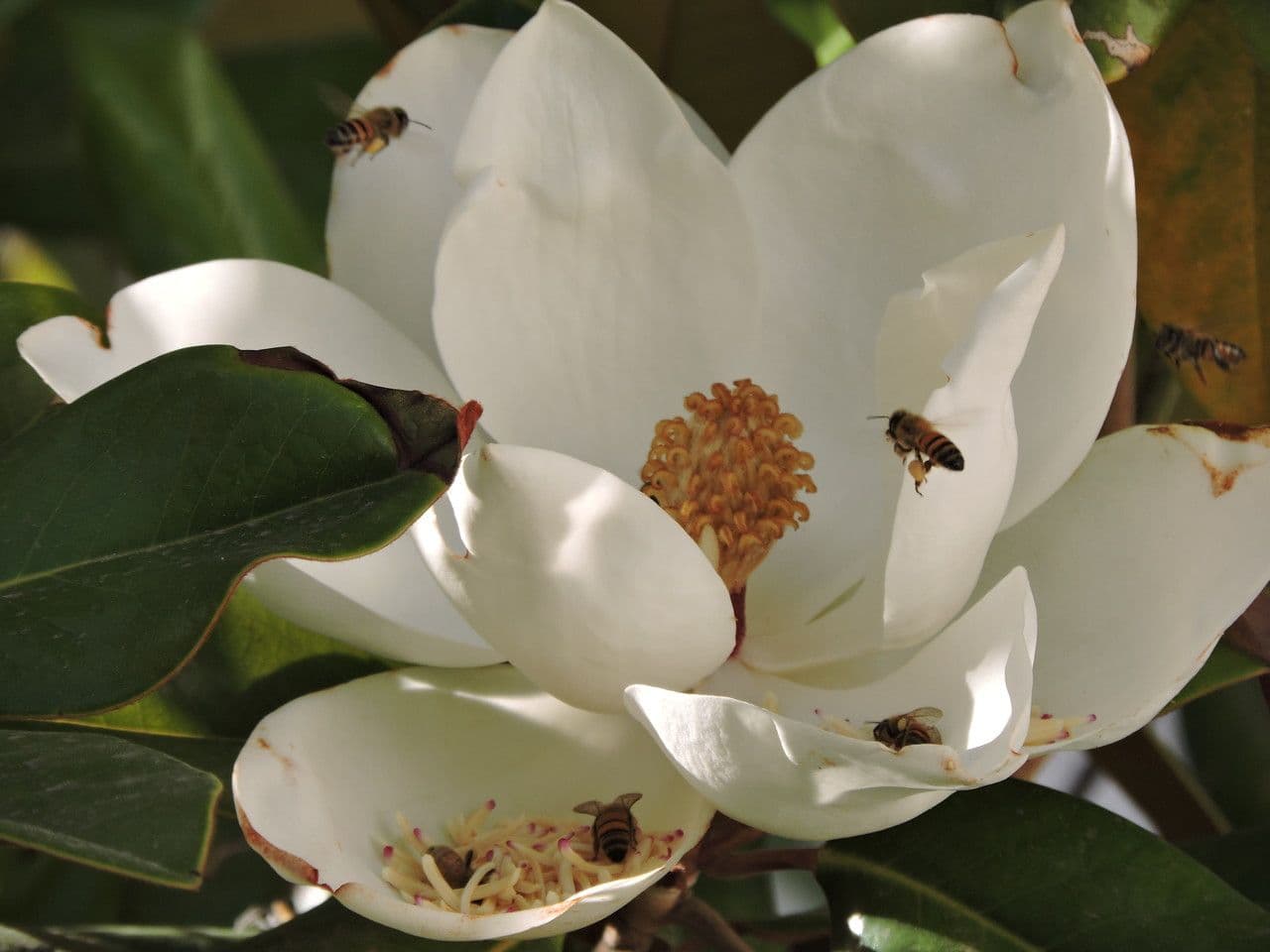 Magnolia grandiflora 10