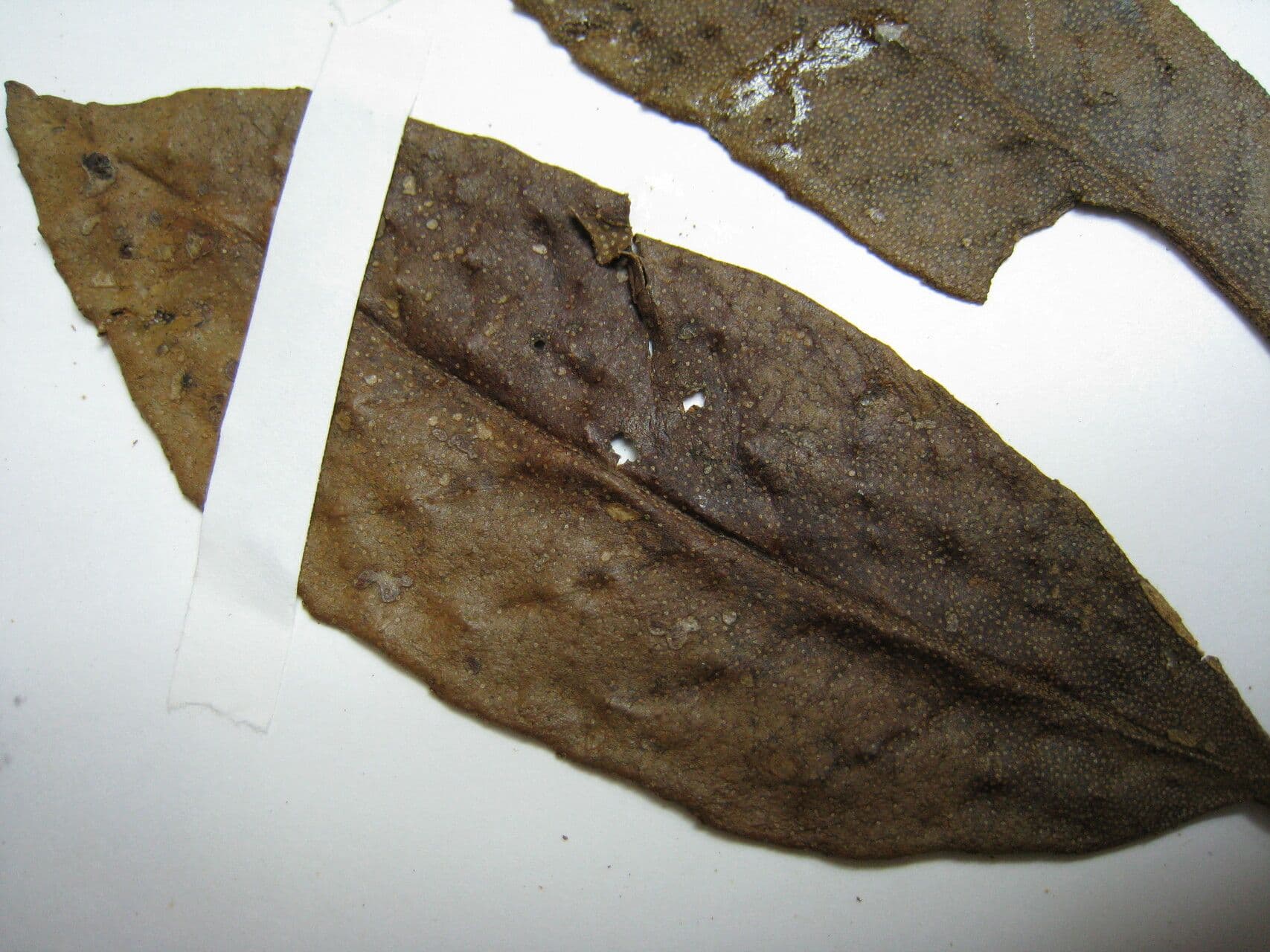Croton cuneatus