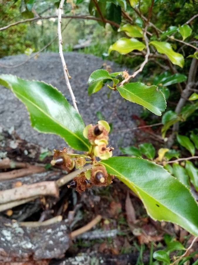 Aphloia theiformis 3