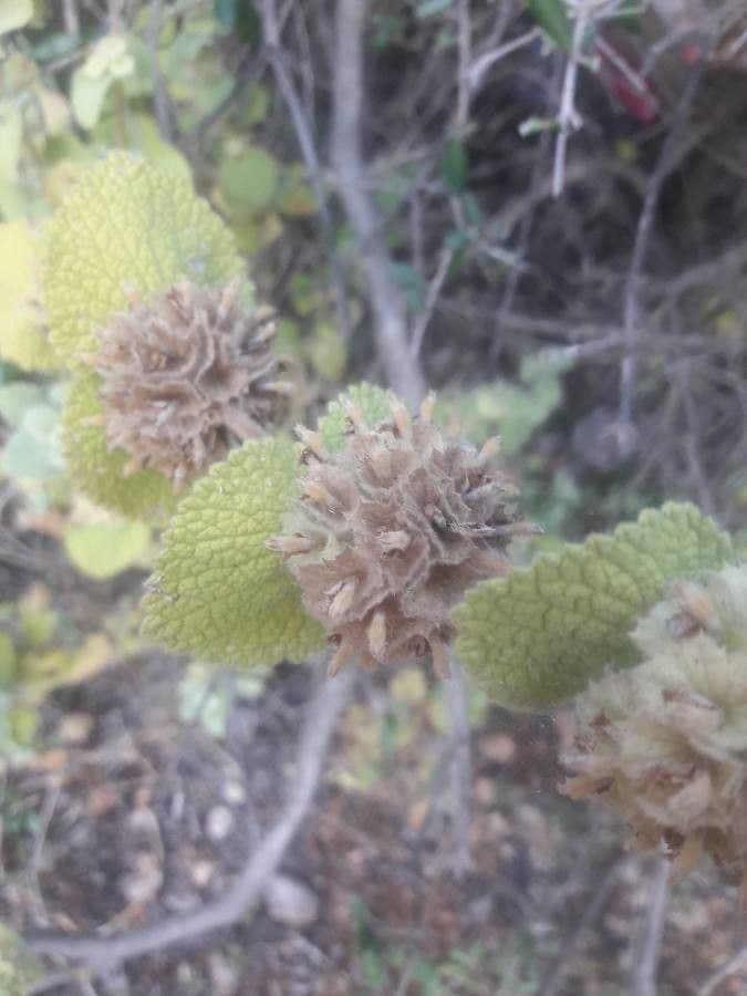 Miodunka kosmata