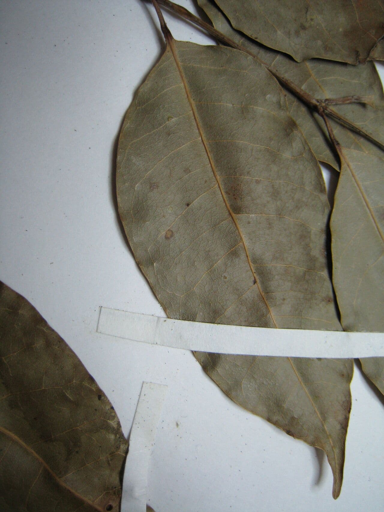 Protium heptaphyllum 21