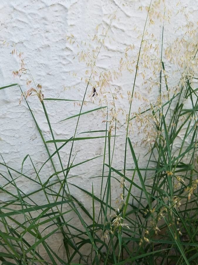 Eragrostis mexická 11