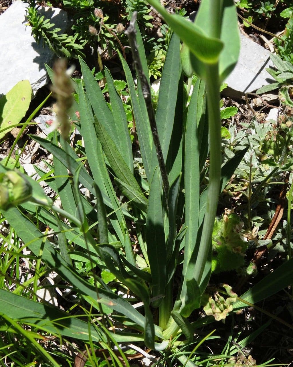 Bupleurum angulosum 17