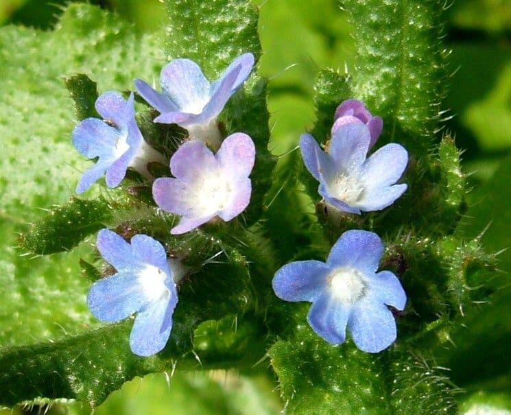 Buglossa selvatica 3