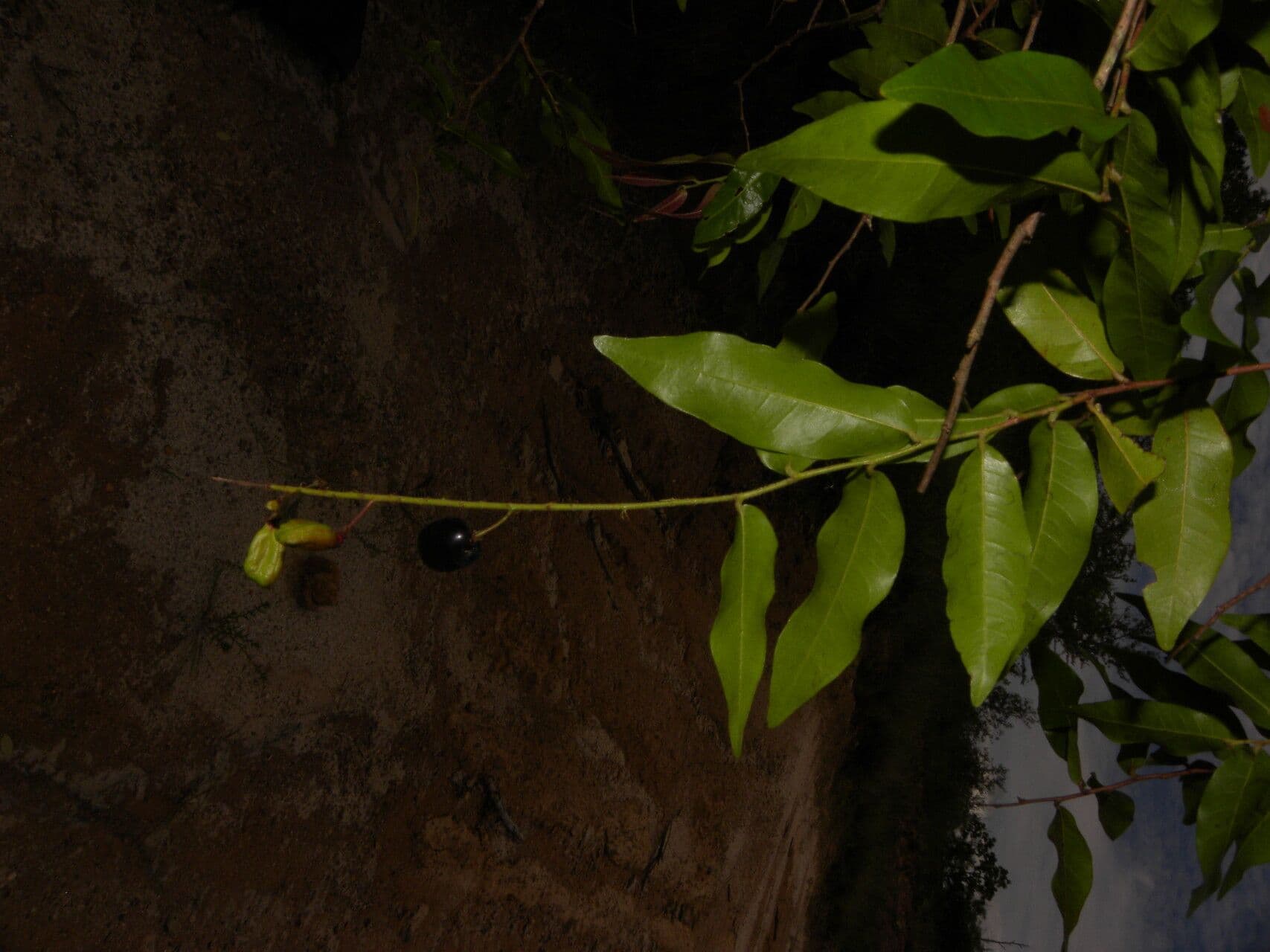 Hirtella 2