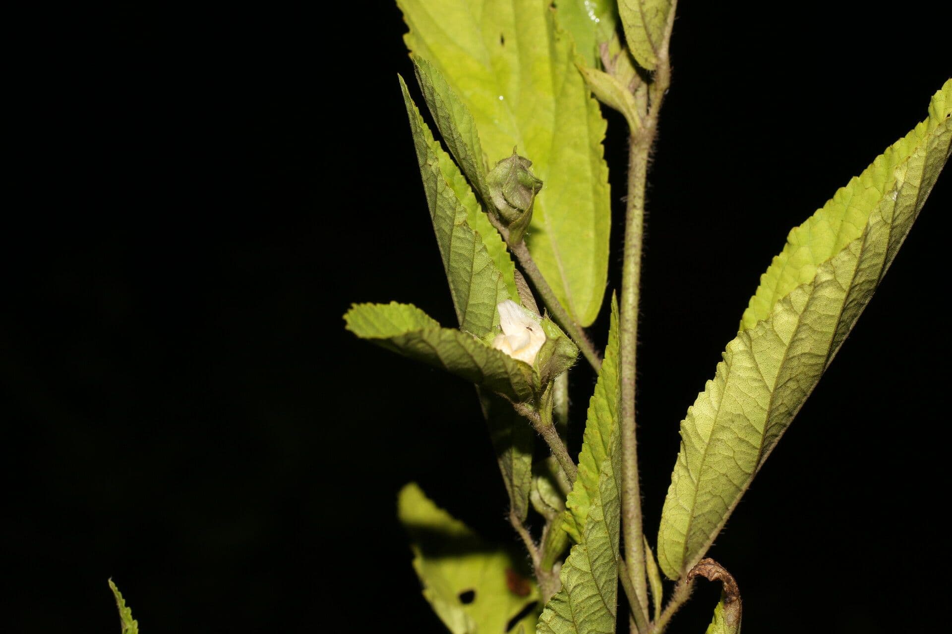 Sida 8