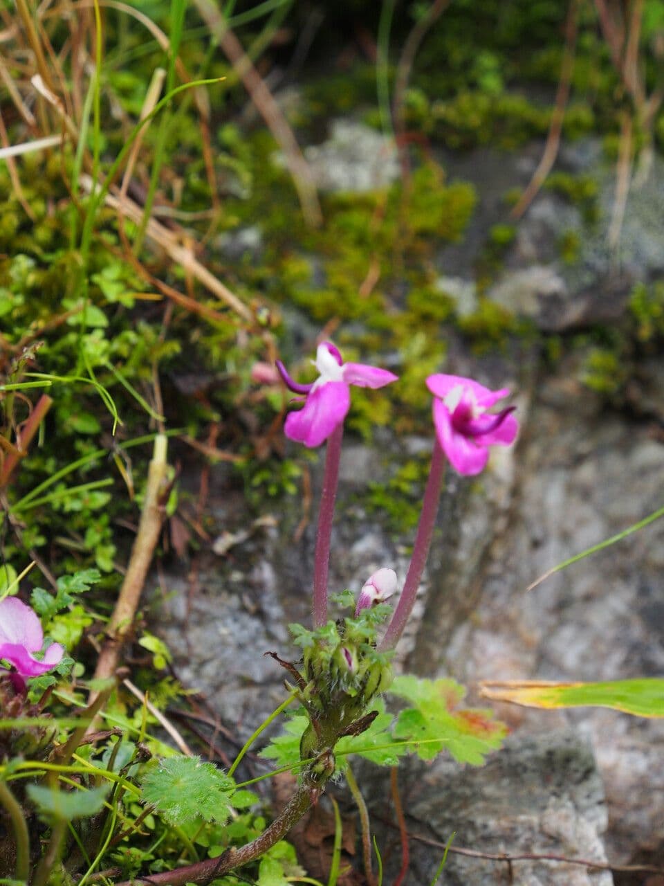Pedicularis 5
