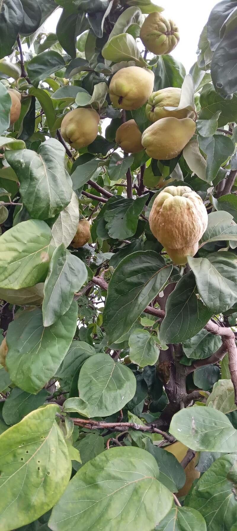 Cotogno 11