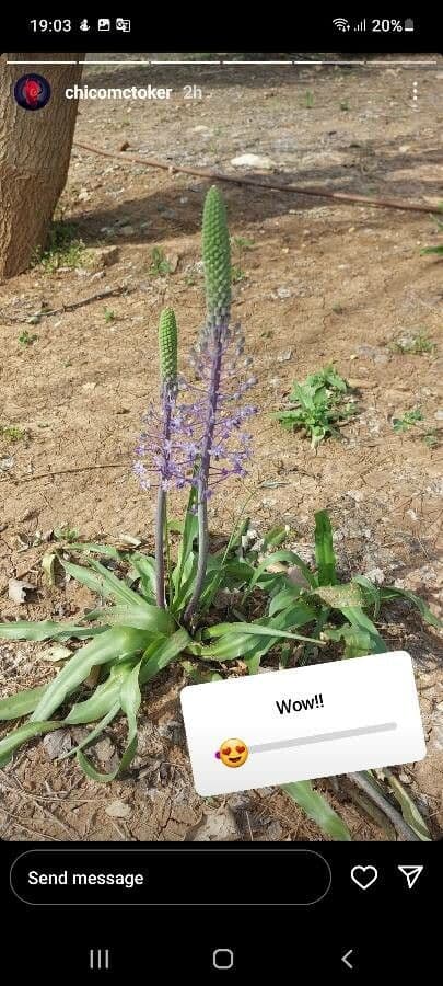 Scilla jacintina 2