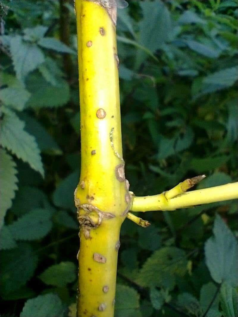 Svída výběžkatá 23