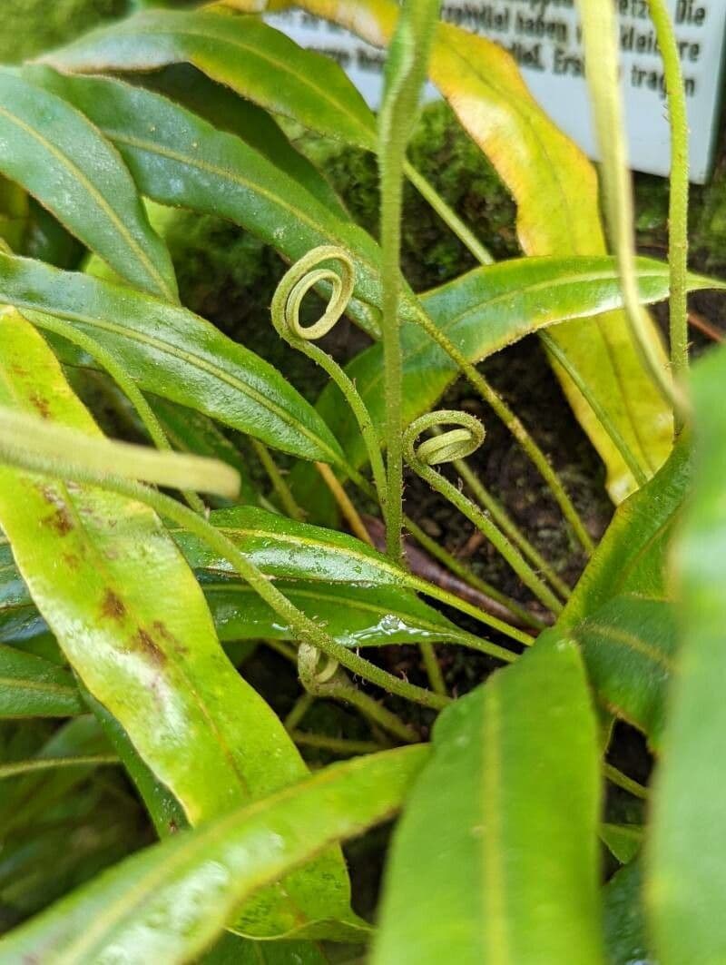 Elaphoglossum 9