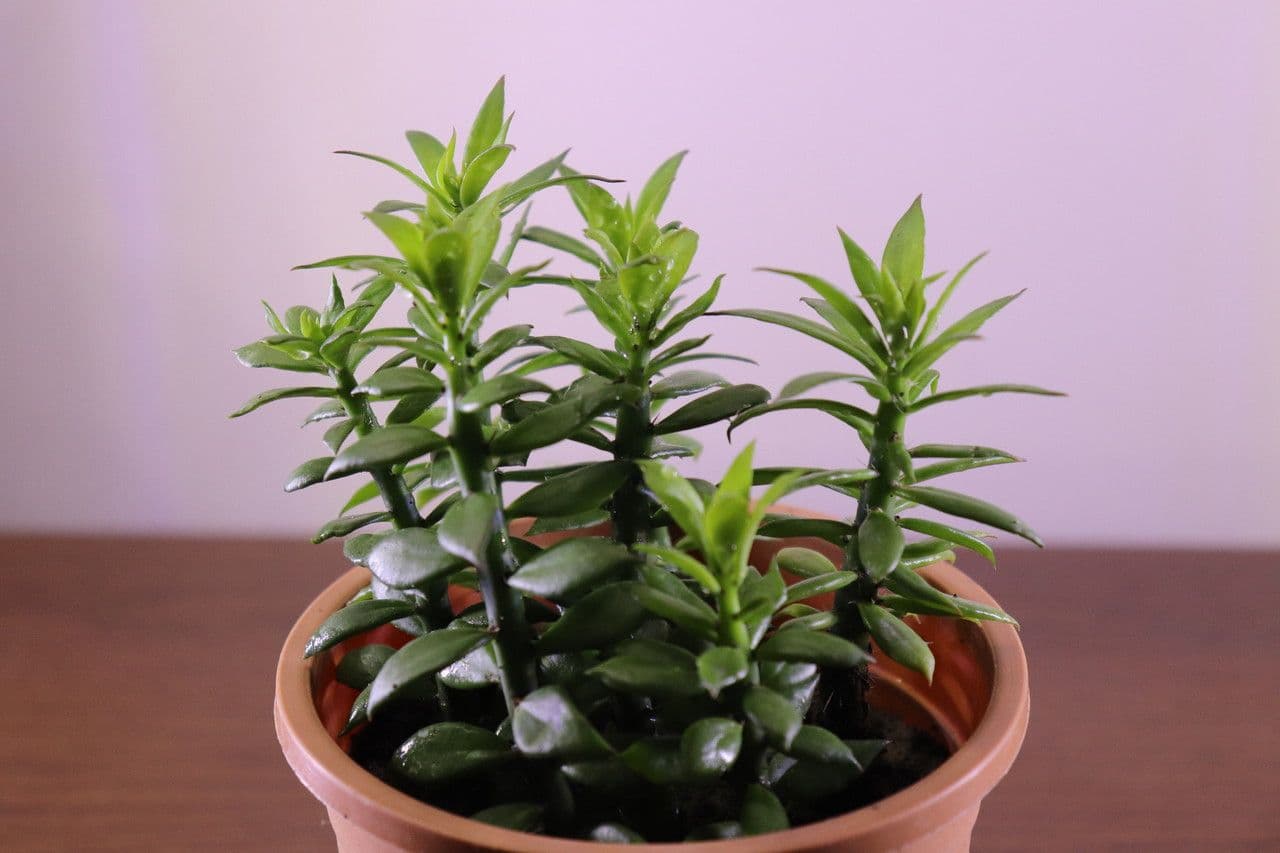 Pereskiopsis 5