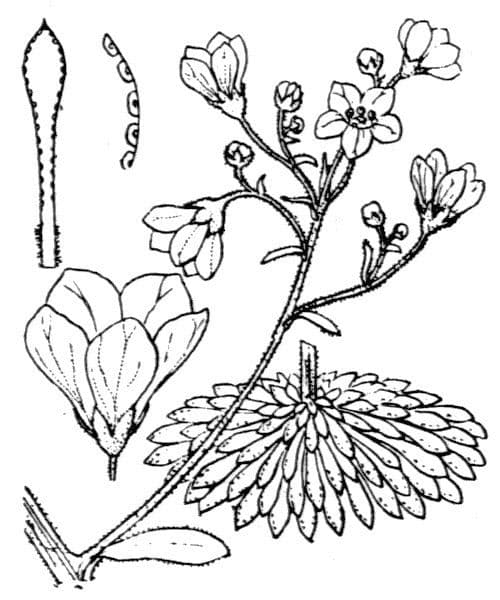 Pyrenäen-Felsenbr uch 26