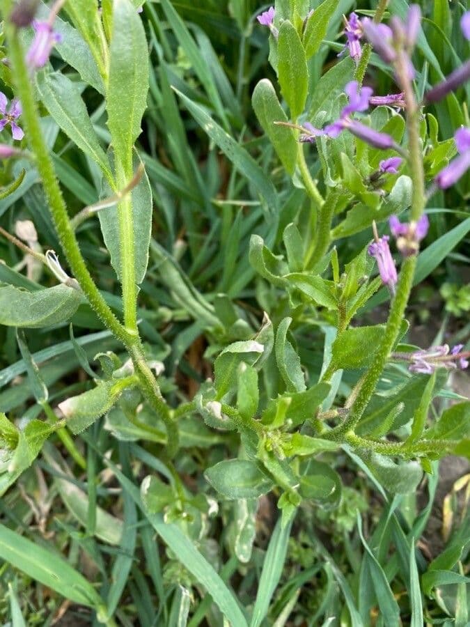 Chorispora 14