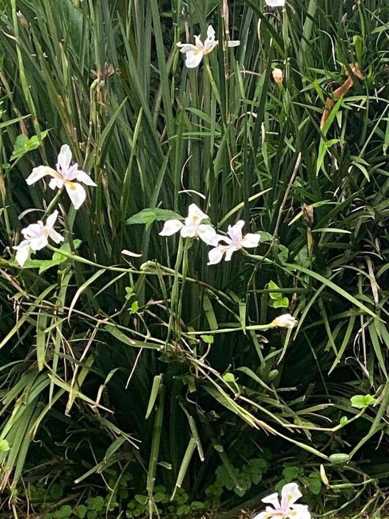 Fiore di raso del Cile 10