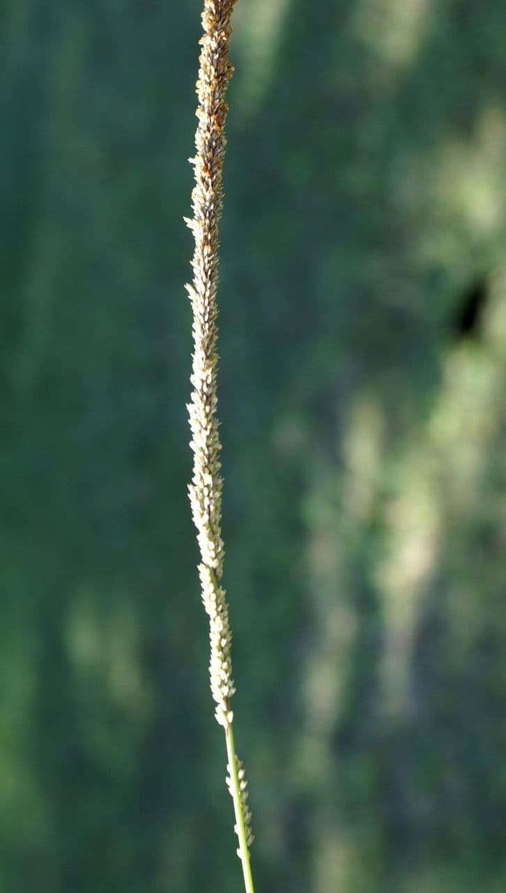 Espartillo 14