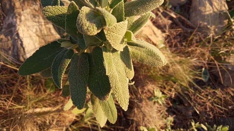 Salvia 16