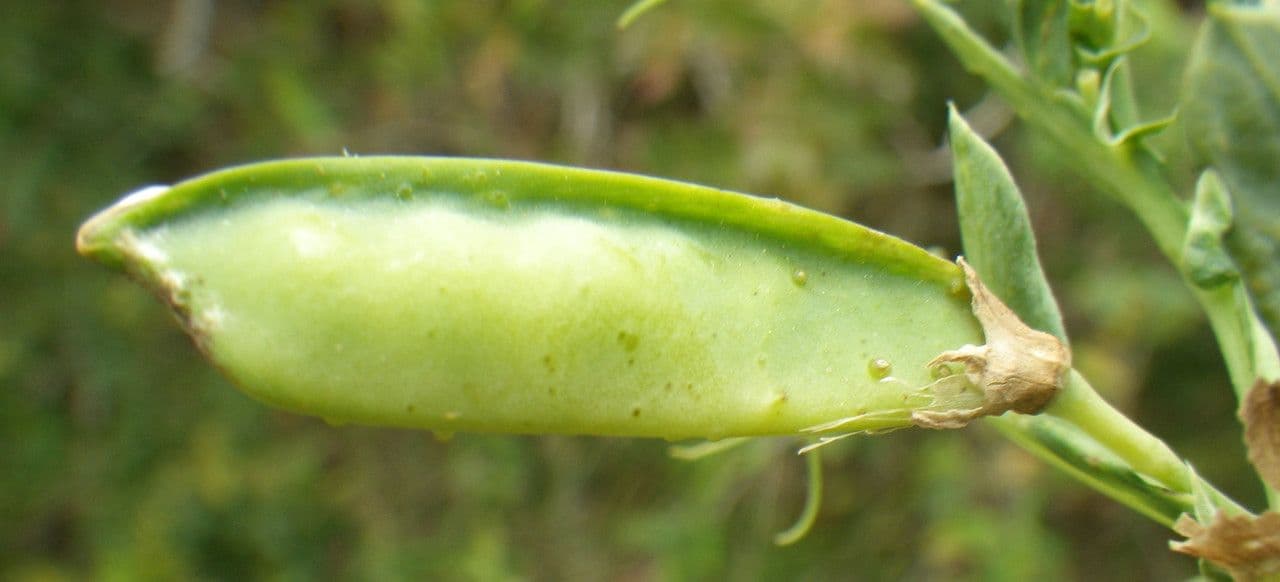 Vesce d'Ochrus 2