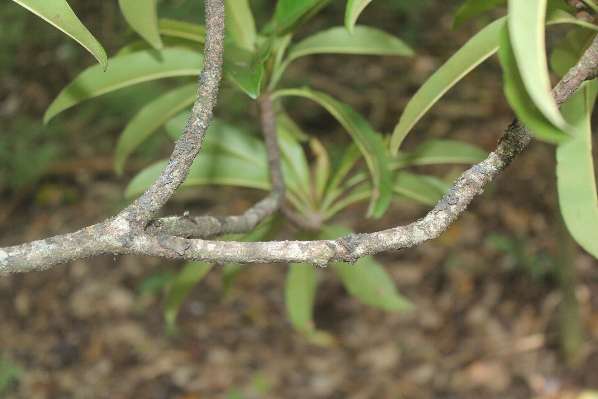 Sapodilla 11