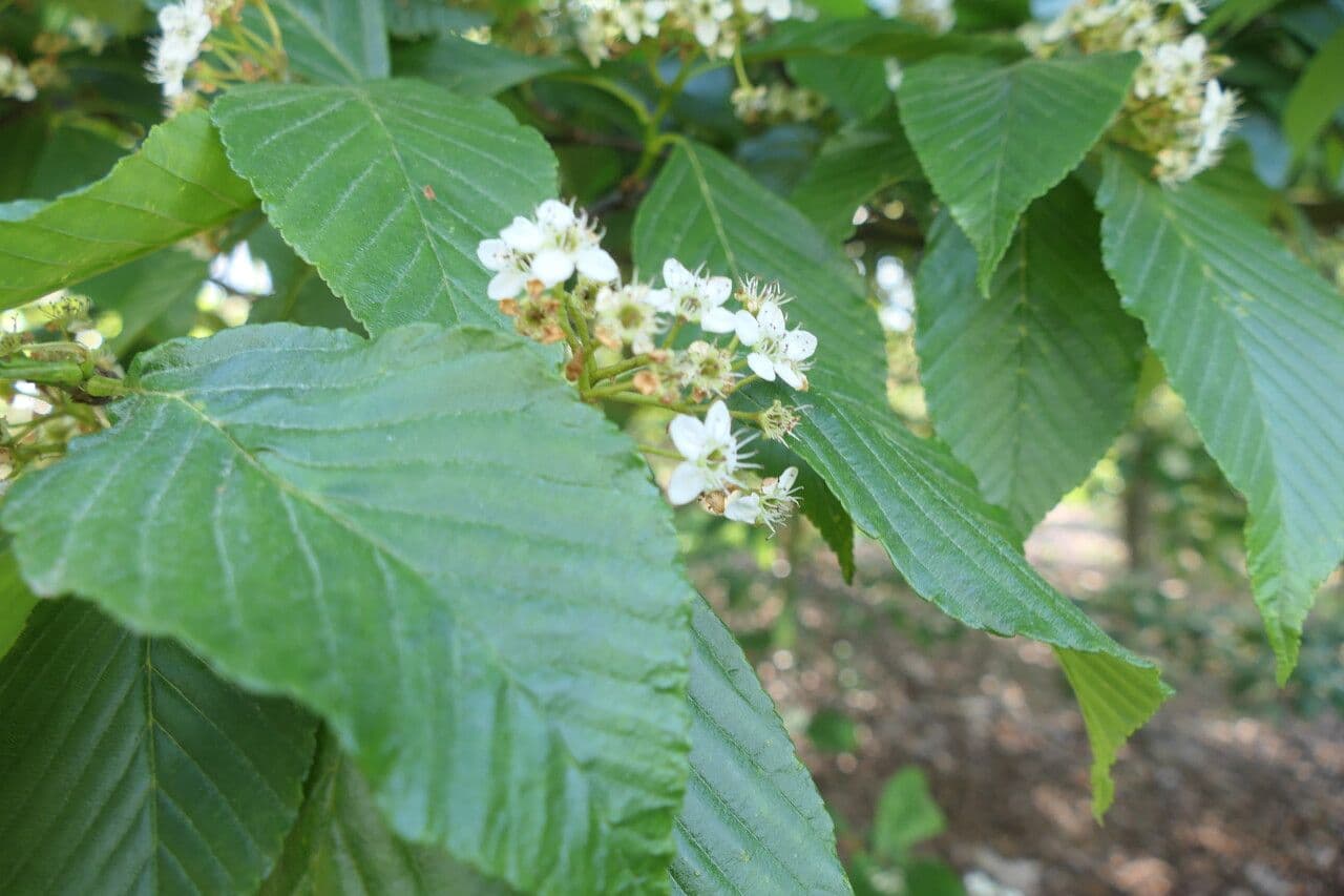 Thomsonaria kalonevrová 7