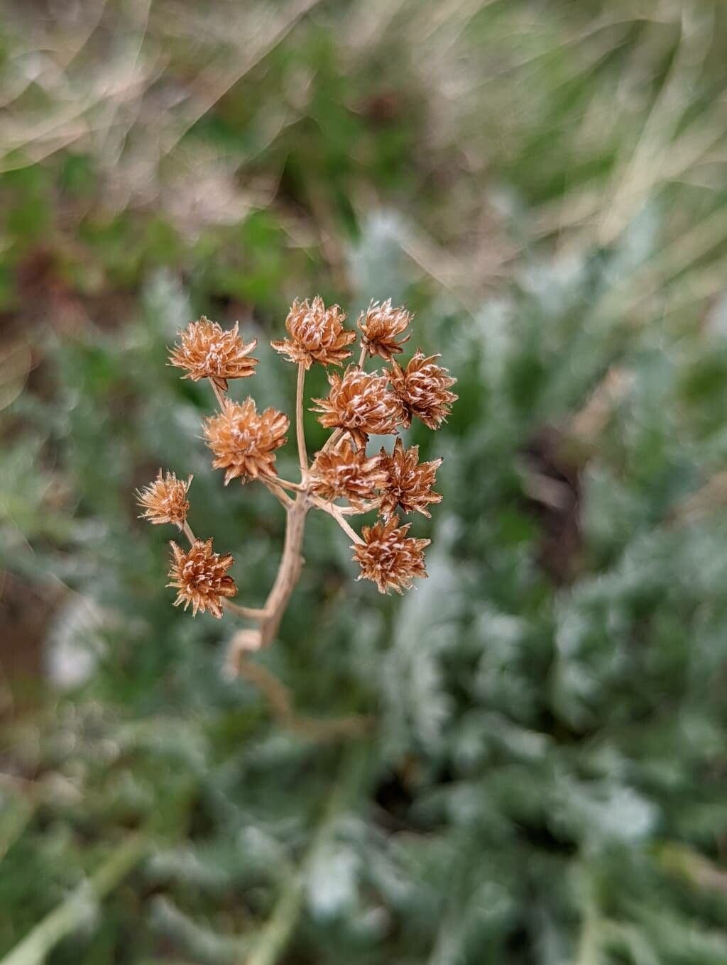 Achillea clavennae 3