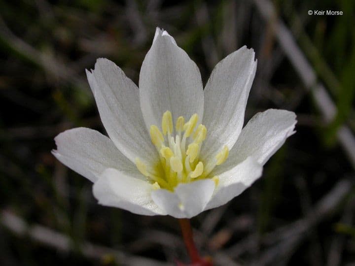 Gegenblatt-Lewisia