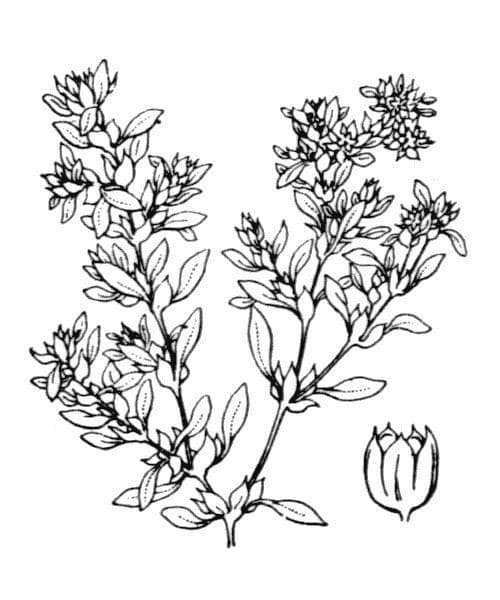 Paronichia 20