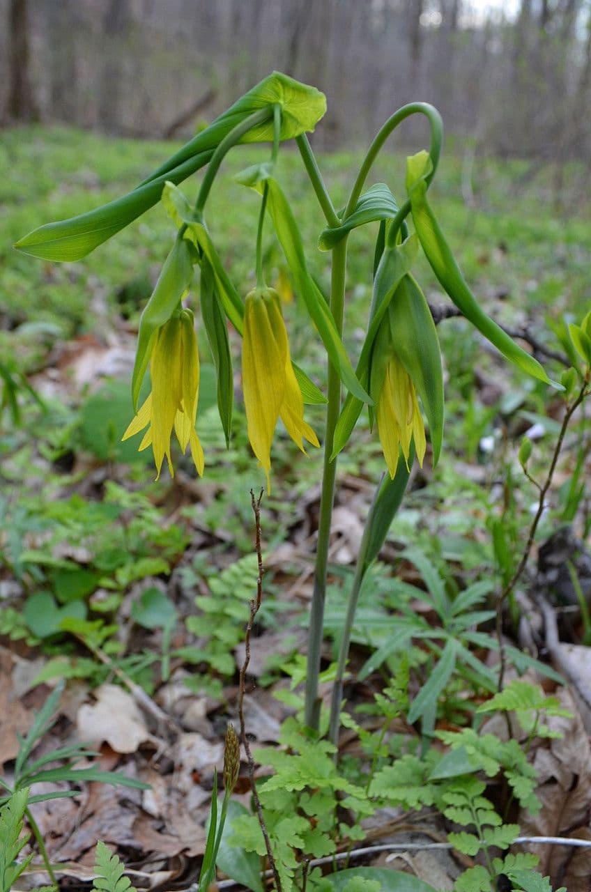 Uvularia grandiflora 11