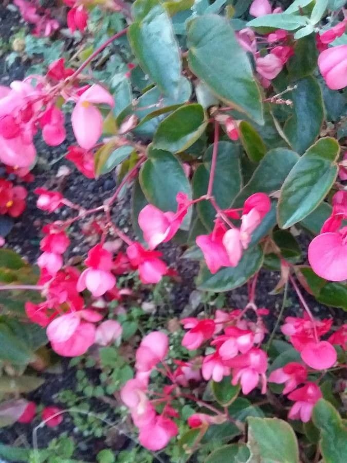 Begonia 8