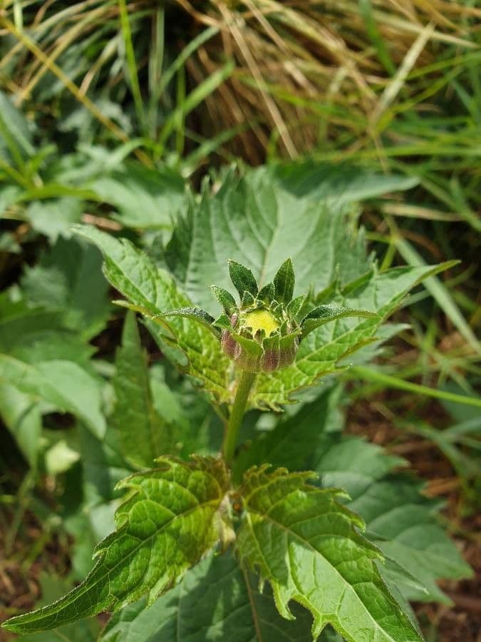 Heliopsis 23