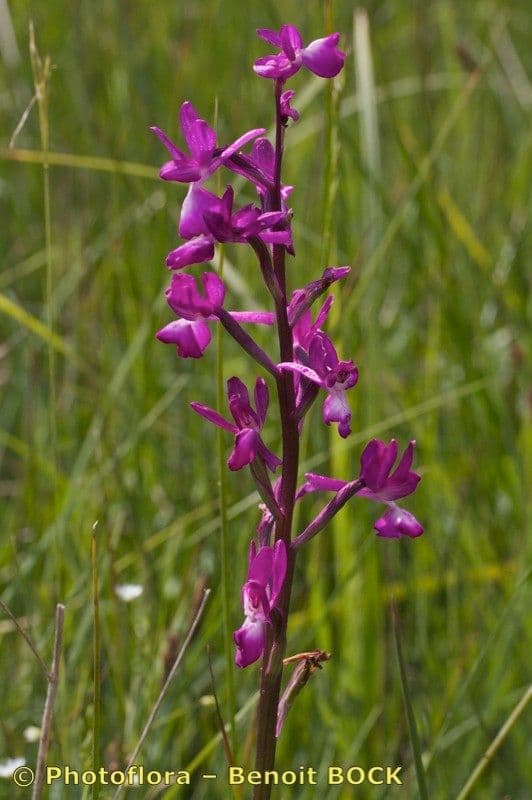 Orchide di palude 20