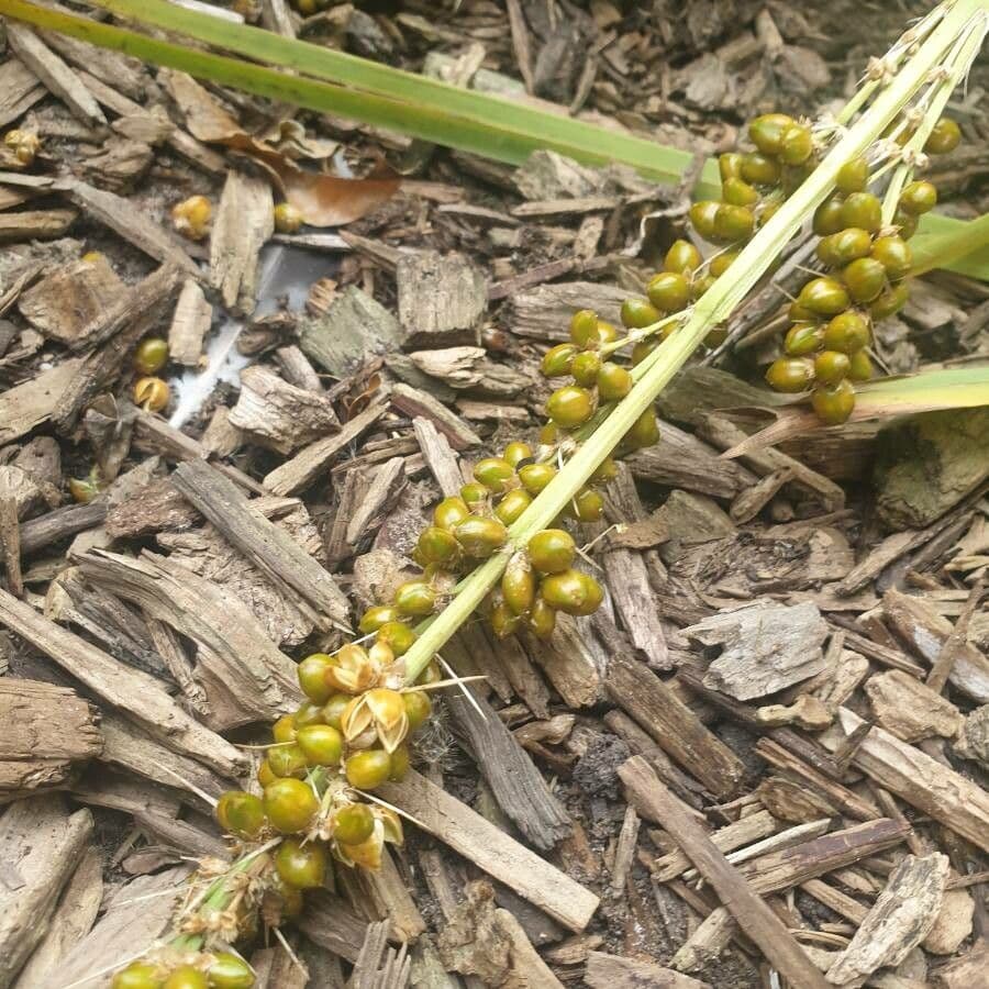 Lomandra 2