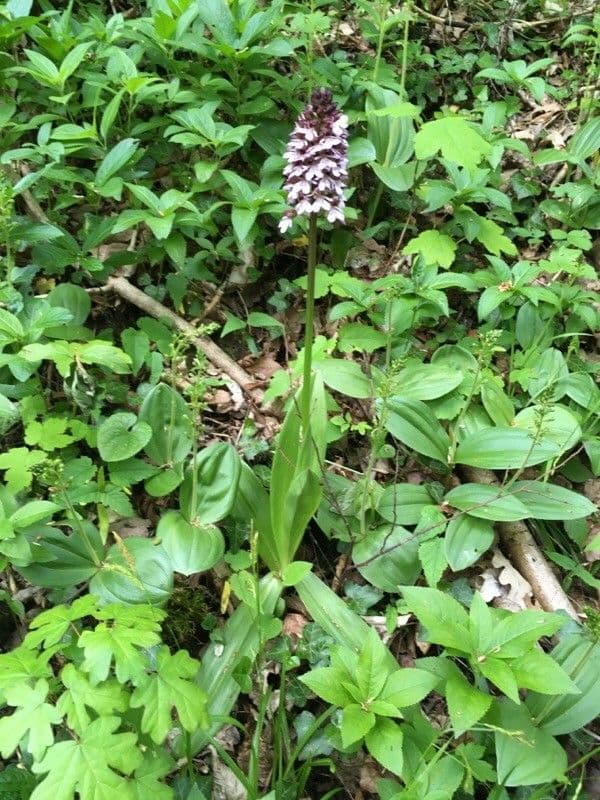 Orchide maggiore 21