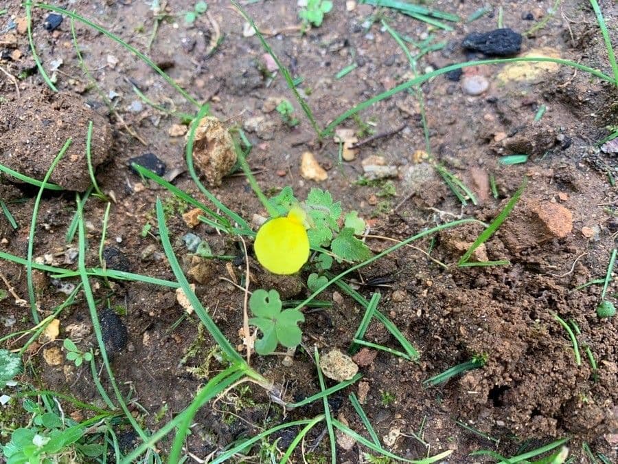 Calceolaria