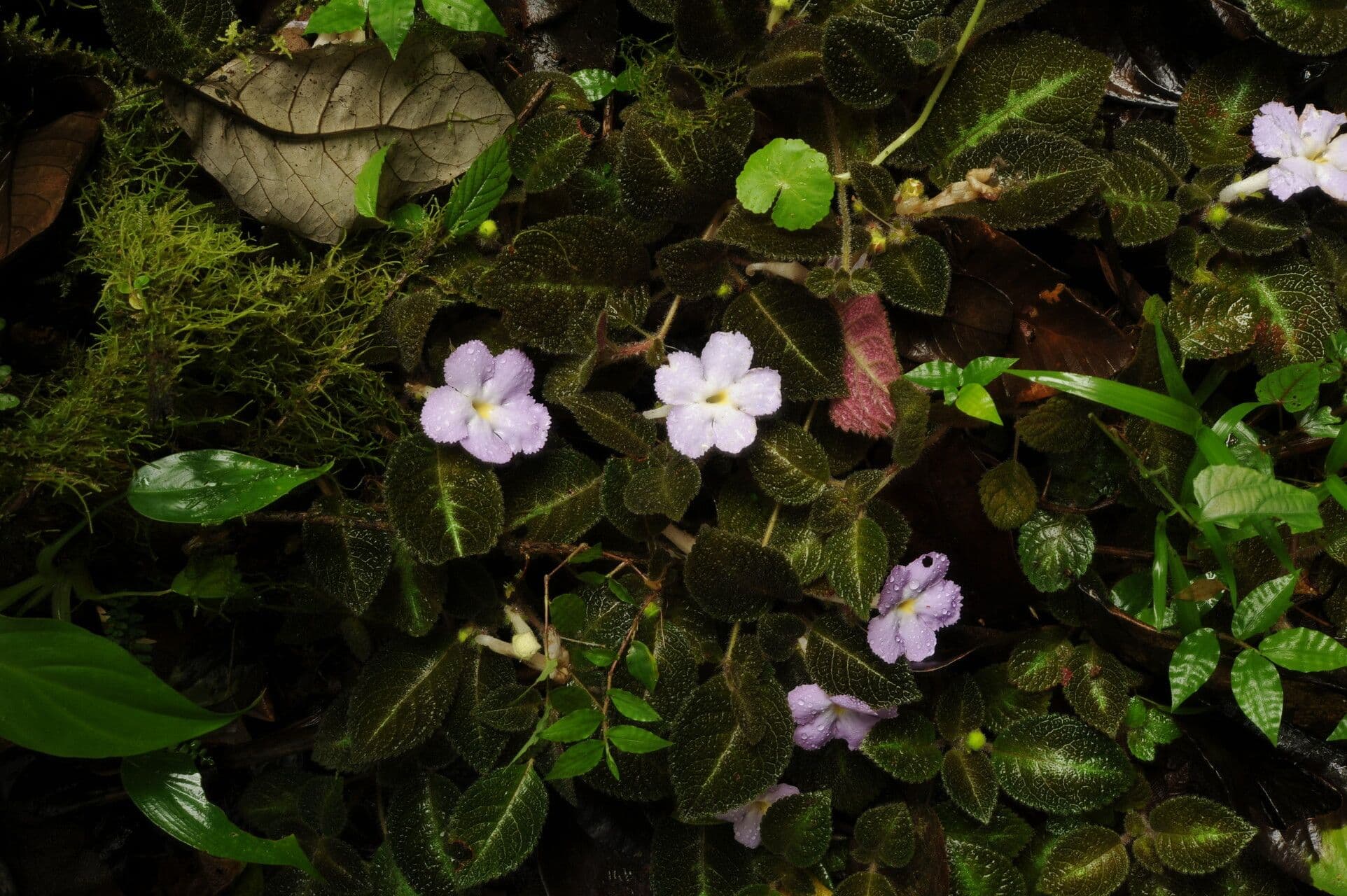 Episcia 7
