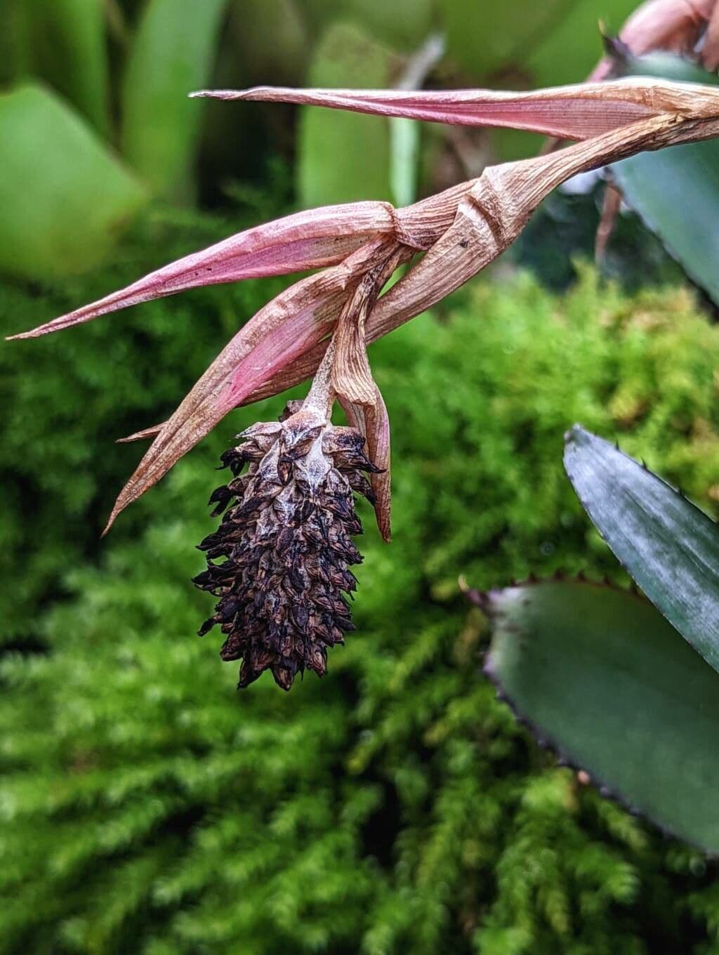 Aechmea