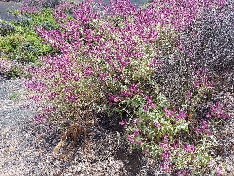 Salvia 6