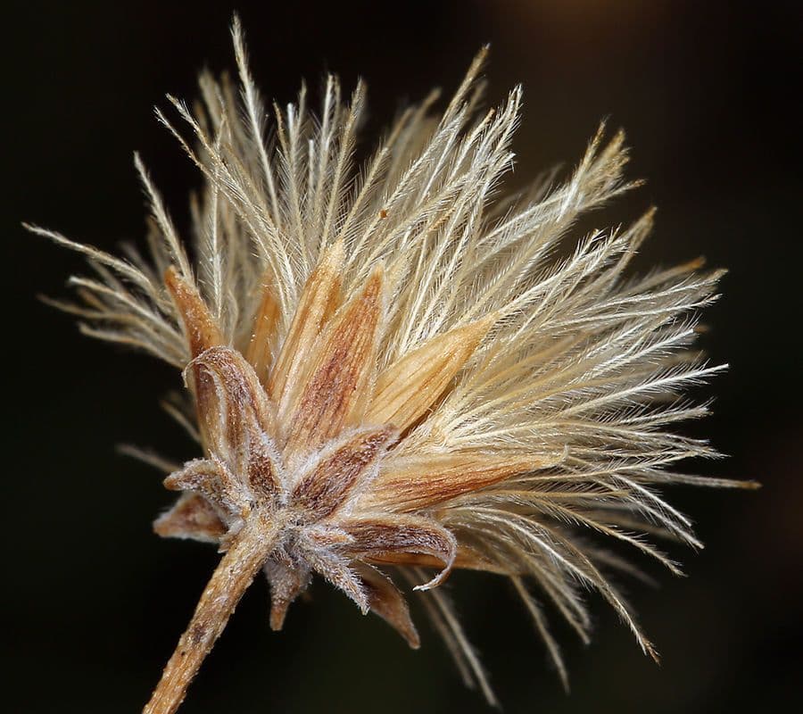 Bebbia juncea 4