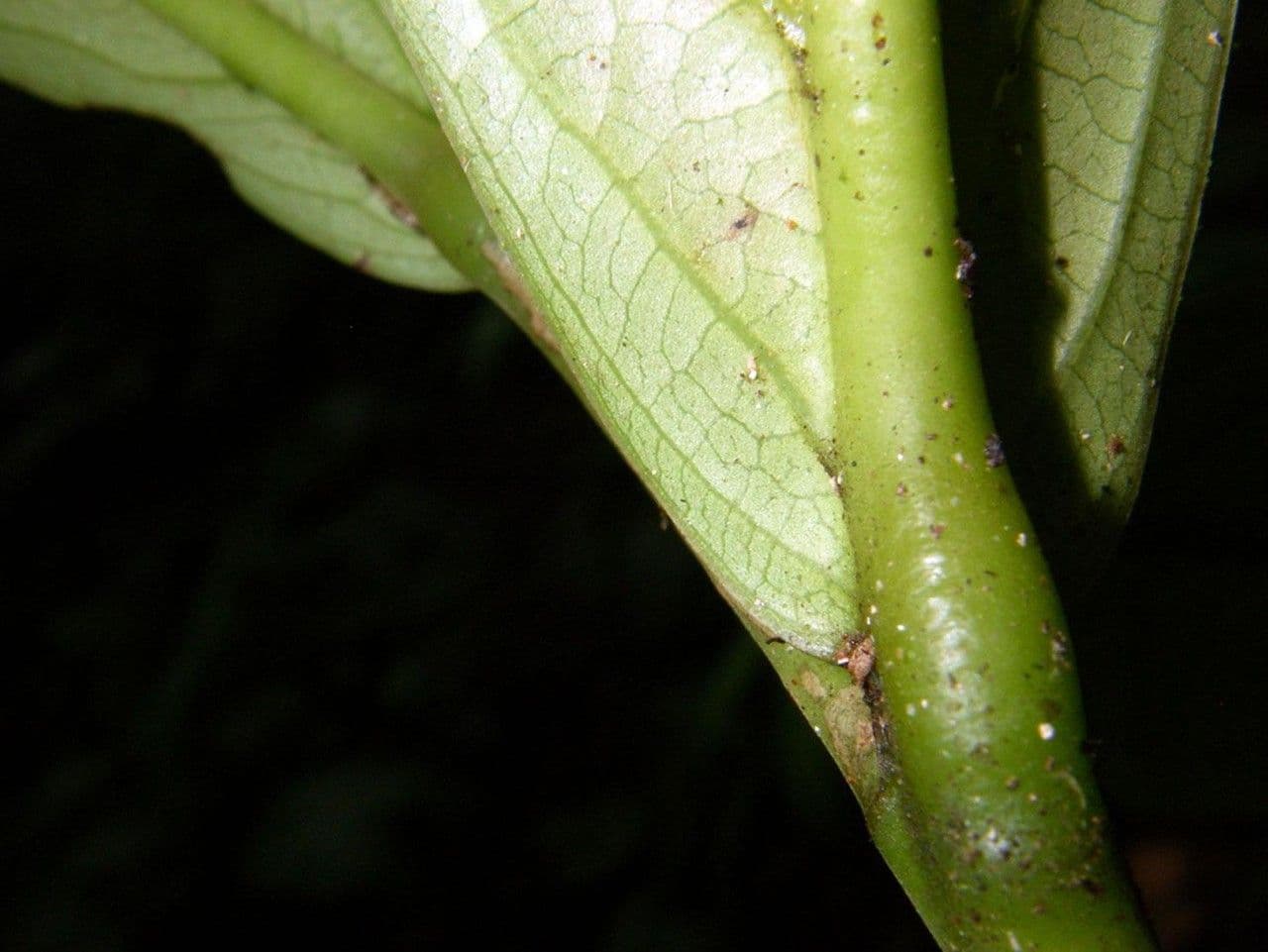 Ocotea insulare 17