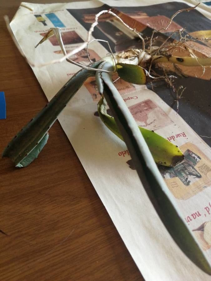 Tequila-Agave 5