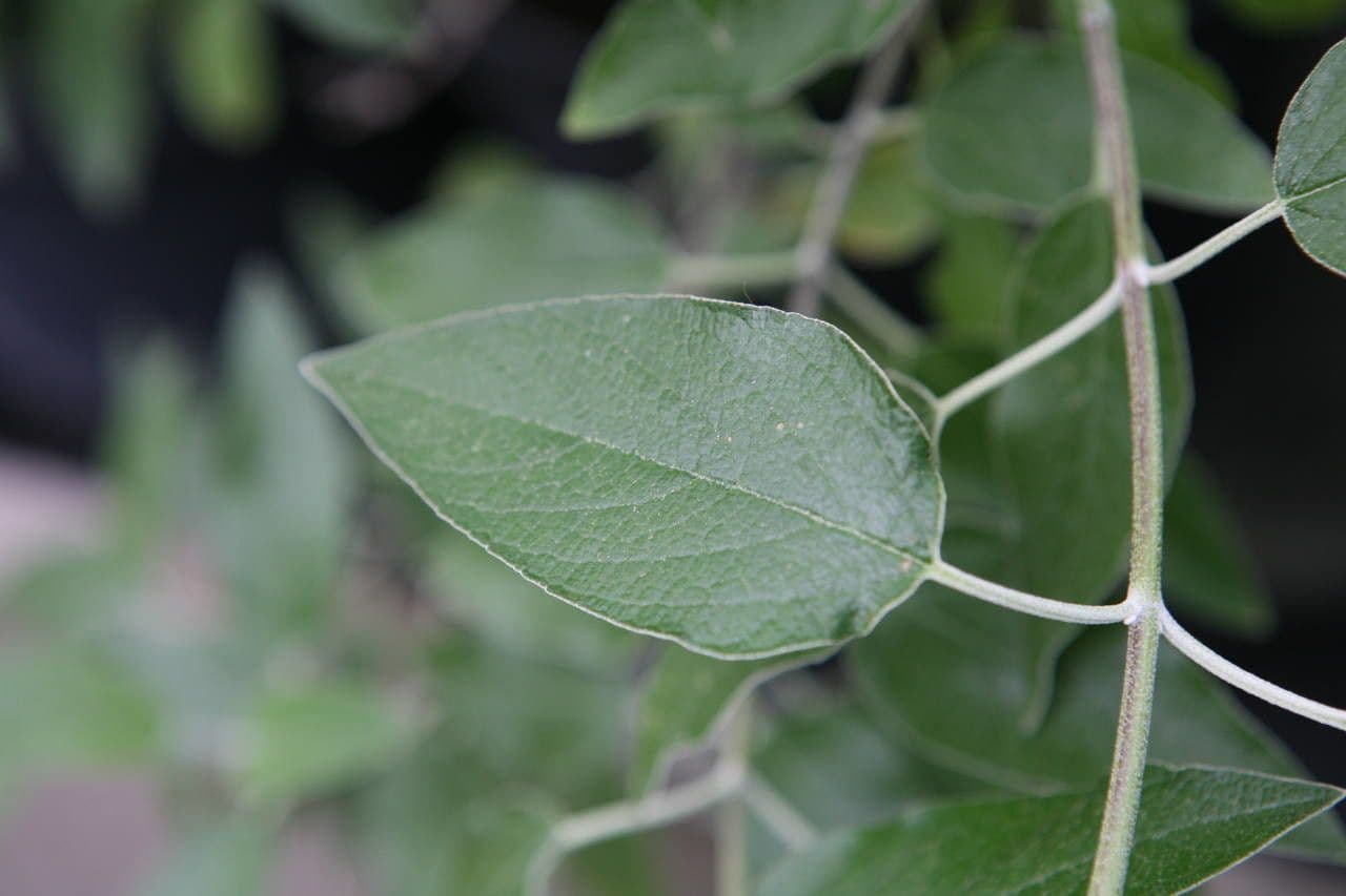 Salvia 13